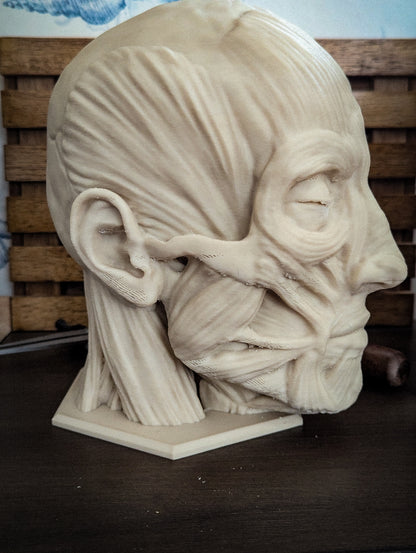 Anatomically correct human head headphone stand